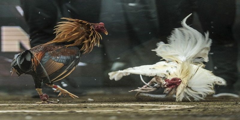 Bí kíp cá cược giành cho tân thủ của daga88