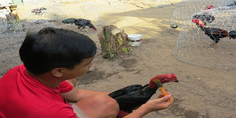 Chế độ dinh dưỡng nên tuân thủ khi nuôi gà chọi