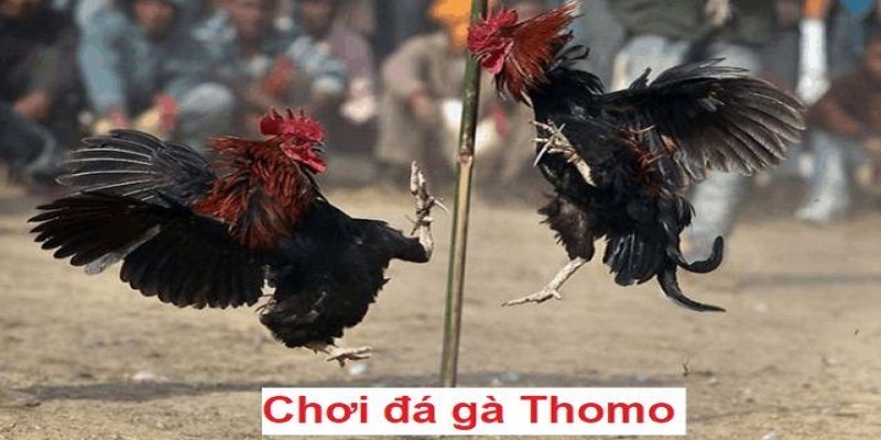 Tìm hiểu luật chơi đá gà, quy định cơ bản